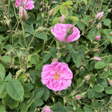 Isparta Rose Harvest Tour