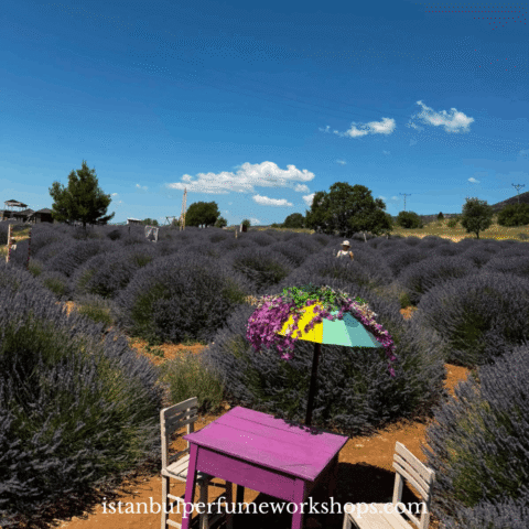 Lavender Harvest Experience