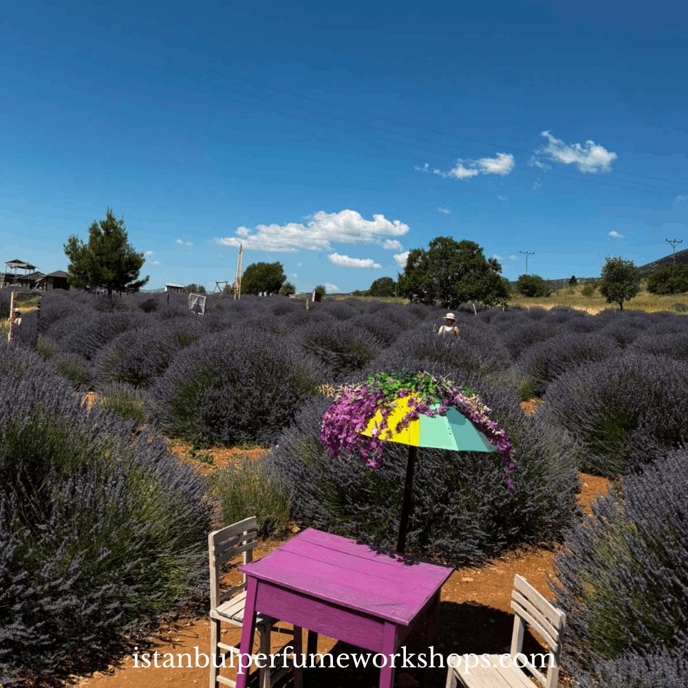 Lavender Harvest Experience