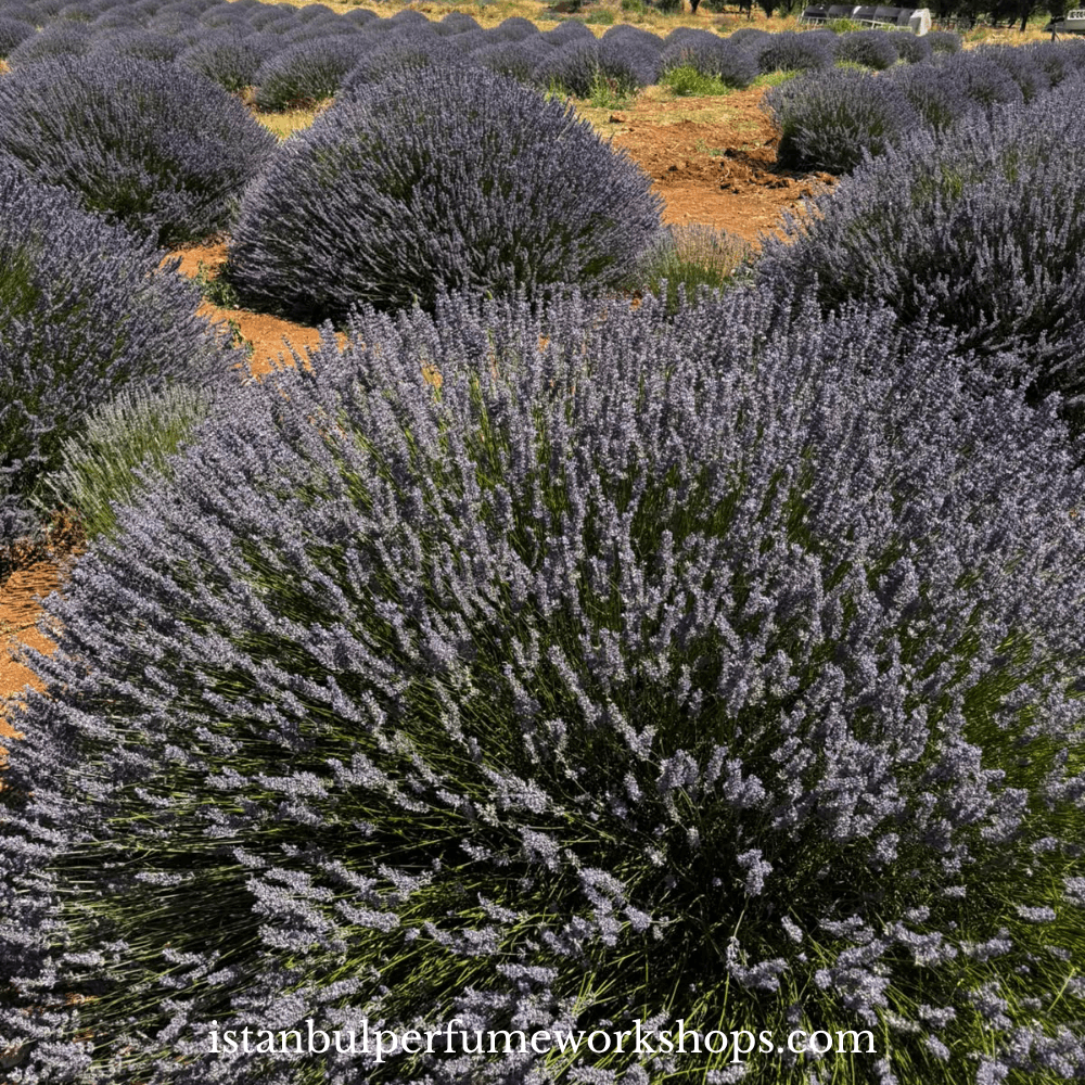 Lavender Harvest Experience