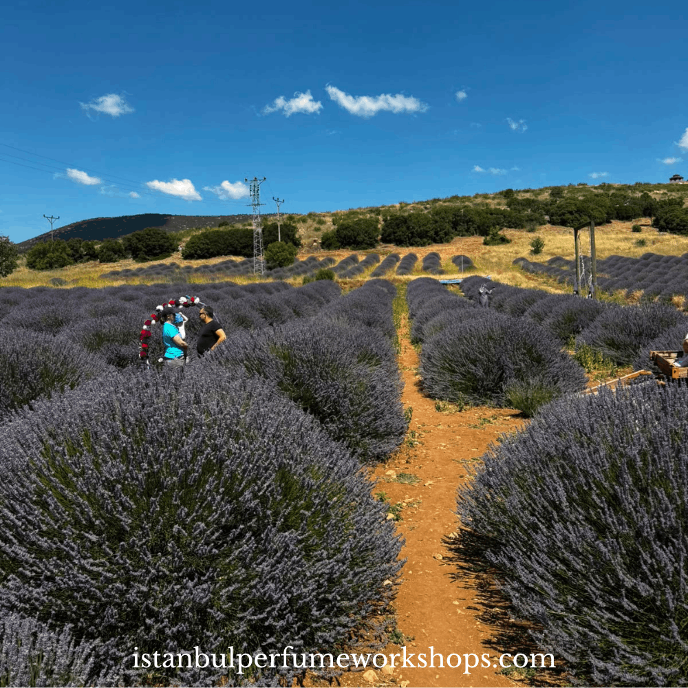 Lavender Harvest Experience