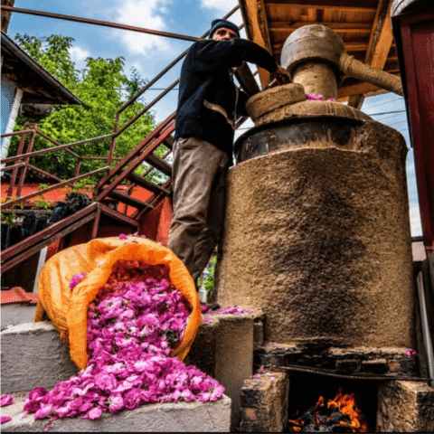 Rose oil making tour in Turkey