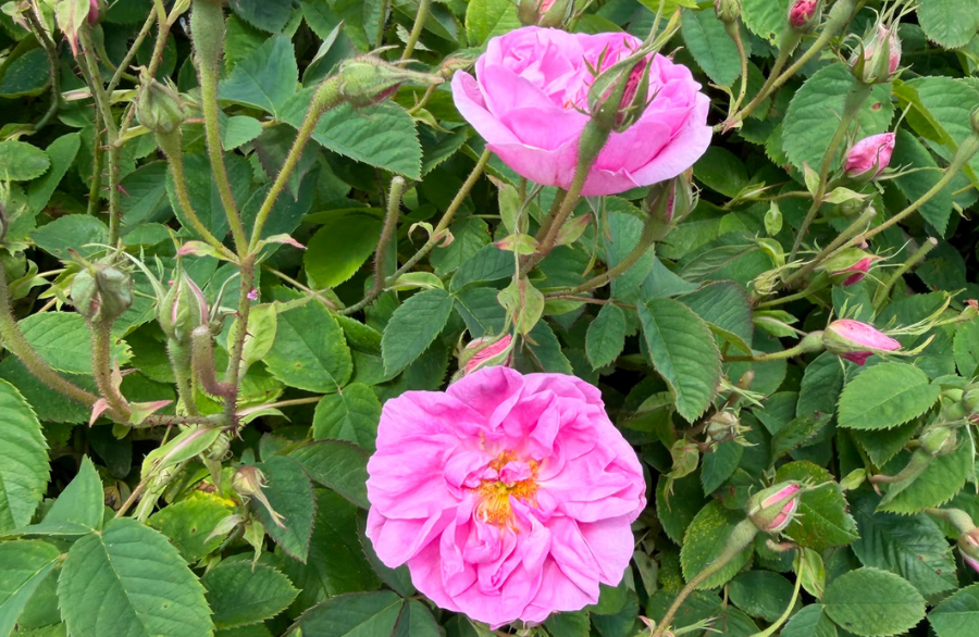 Exclusive Isparta Rose Harvest Tours & Luxury Perfume Workshops in Türkiye